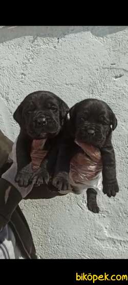 Koca Kafa Küt Burun Cane Corso Yavrular 3