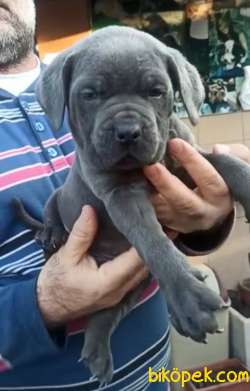 Koca Kafa Küt Burun Cane Corso Yavrular 3