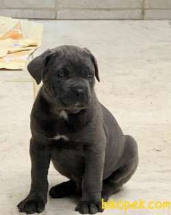 Koca Kafa Küt Burun Cane Corso Yavrular 1
