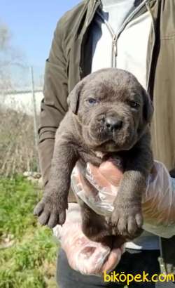 KOCA KAFA KÜT BURUN CANECORSO YAVRULAR 2