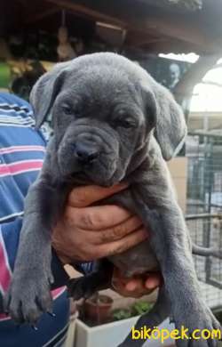 KOCA KAFA KÜT BURUN CANECORSO YAVRULAR 3