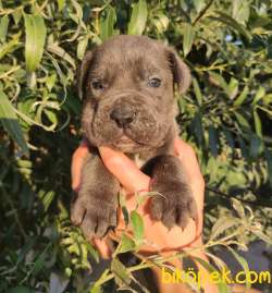KOCA KAFA KÜT BURUN CANECORSO YAVRULAR 3