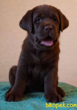 Koca Kafa Labrador Yavrular 3