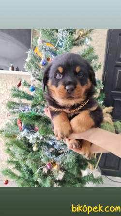 Koca Kafa, Macar Erkek Ve Dişi Rottweiler Yavrular 3