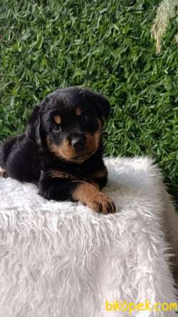 Koca Kafa, Macar Erkek Ve Dişi Rottweiler Yavrular