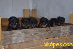 Koca Kafa Macar Rottweiler Yavrular 2