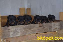 Koca Kafa Macar Rottweiler Yavrular 3
