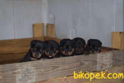 Koca Kafa Macar Rottweiler Yavrular 1