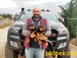 KOCA KAFA ROTTWEİLER YAVRULAR 2