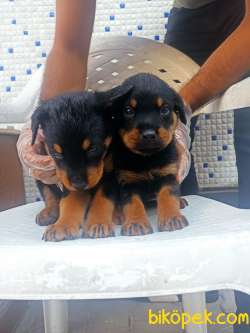 Koca Kafa Rottweiler Yavrular 2
