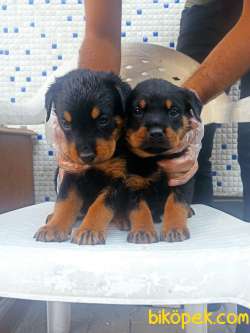 Koca Kafa Rottweiler Yavrular 1
