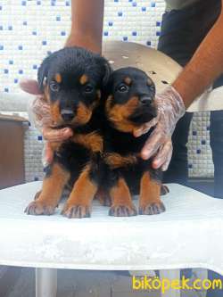 Koca Kafa Rottweiler Yavrular 3