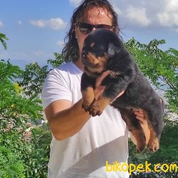 Koca Kafa Rottweiler Yavruları 2