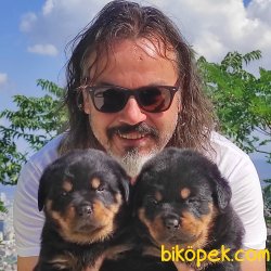 Koca Kafa Rottweiler Yavruları 5
