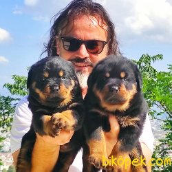 Koca Kafa Rottweiler Yavruları 3