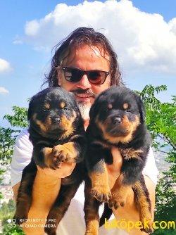 Koca Kafa Rottweiler Yavruları 2