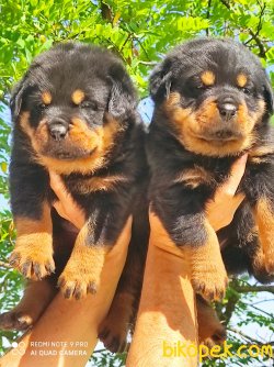 Koca Kafa Rottweiler Yavruları 1