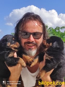 Koca Kafa Rottweiler Yavruları 4