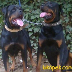 Koca Kafa Rottweiler Yavruları 5