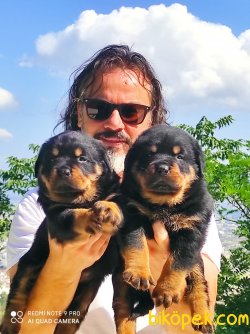 Koca Kafa Rottweiler Yavruları 3