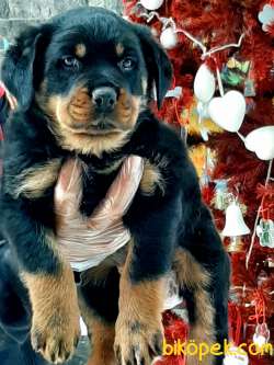 Koca Kafa ROTTWEILER YAVRULARI 1
