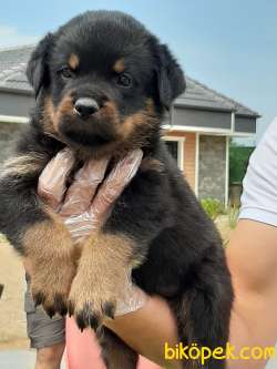 Koca Kafa ROTTWEILER YAVRULARI 3