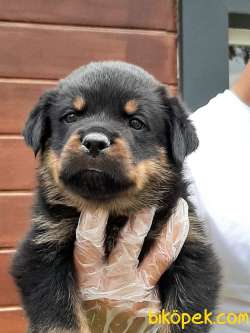 Koca Kafa ROTTWEILER YAVRULARI 2