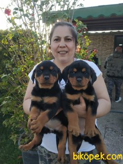 Koca Kafa Süper Kalite Rottweiler Yavrularım 2