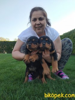 Koca Kafa Süper Kalite Rottweiler Yavrularım 1