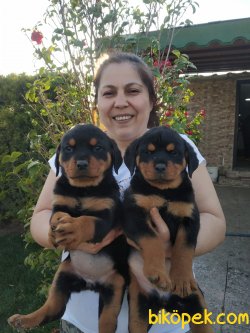 Koca Kafa Süper Kalite Rottweiler Yavrularım 4
