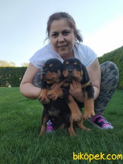 Koca Kafa Süper Kalite Rottweiler Yavrularım 3