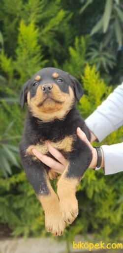 Koca Kafalı Rottwelier Yavrularımız 1