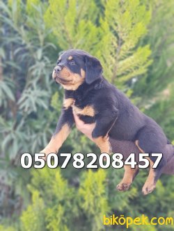 Koca Kafalı Rottwelier Yavrularımız 2