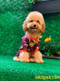 KOCA YANAK TOY POODLE 1
