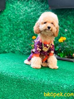 KOCA YANAK TOY POODLE 3