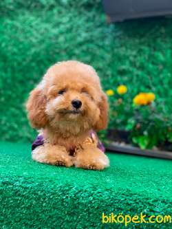 KOCA YANAK TOY POODLE 2