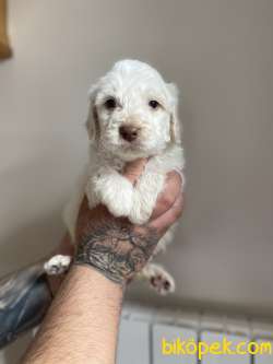 KOKU YAPMAYAN MALTİPOO YAVRULAR 3