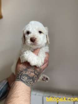 KOKU YAPMAYAN MALTİPOO YAVRULAR 1