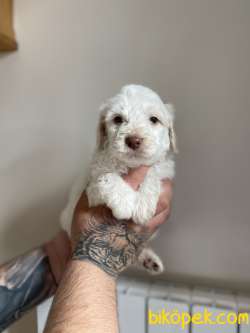 KOKU YAPMAYAN MALTİPOO YAVRULAR 4