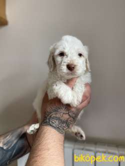 KOKU YAPMAYAN MALTİPOO YAVRULAR 2