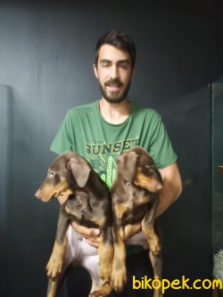 Kong Kızıl Doberman 3