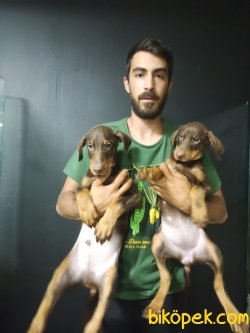 Kong Kızıl Doberman 1