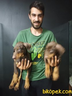 Kong Kızıl Doberman 4