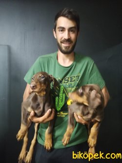 Kong Kızıl Doberman 2