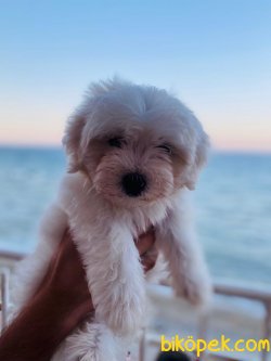 Güzel Köpeğim Çilek 2