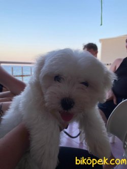 Güzel Köpeğim Çilek 1