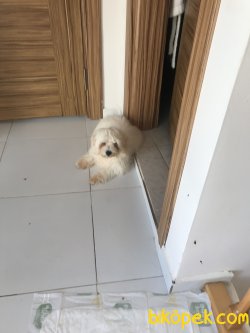 Güzel Köpeğim Çilek 3