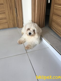 Güzel Köpeğim Çilek 4