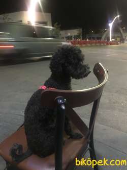 Köpeğime Güzel Bir Aile Arıyorum 5