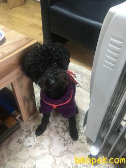 Köpeğime Güzel Bir Aile Arıyorum 4
